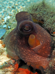 Octopus americanus