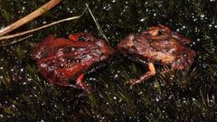 Arthroleptella lightfooti