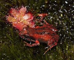 Arthroleptella lightfooti