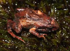 Arthroleptella lightfooti