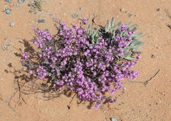 Ruschia spinosa