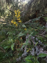 Solidago virgaurea virgaurea