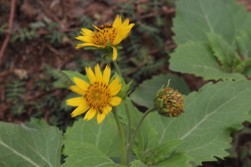 Verbesina encelioides