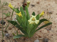 Ferraria macrochlamys macrochlamys