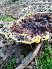 Fungi