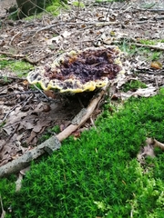 Fungi
