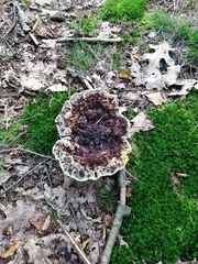 Fungi