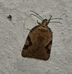 Acleris notana