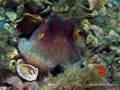 Octopus americanus