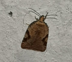 Acleris notana