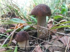 Leccinum scabrum