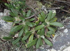 Oldenburgia paradoxa