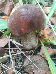Leccinum scabrum