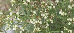 Parthenium