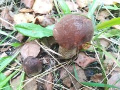 Leccinum scabrum