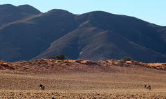 Equus zebra hartmannae