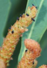 Setapion provinciale