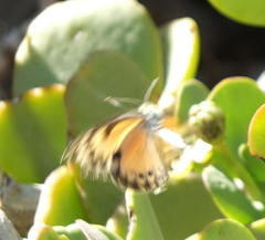 Colotis calais williami