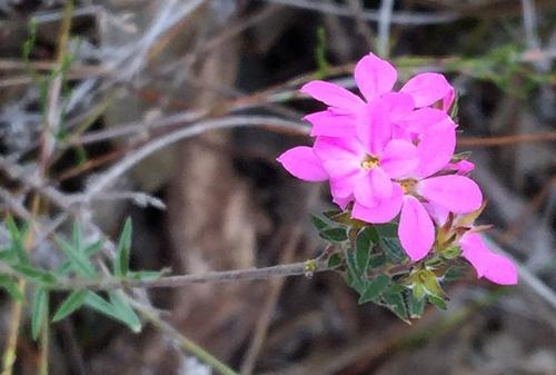 Acmadenia gracilis (Acmadenia gracilis)