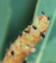 Setapion provinciale