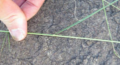 Aristida diffusa diffusa