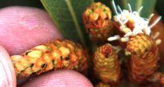 Setapion provinciale