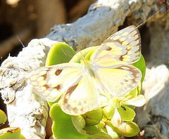 Colotis calais williami