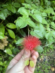 Calliandra tergemina emarginata