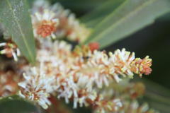 Setapion provinciale