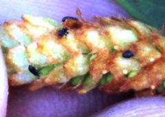 Setapion provinciale