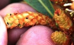 Setapion provinciale