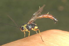 Anomaloninae