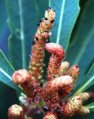 Setapion provinciale