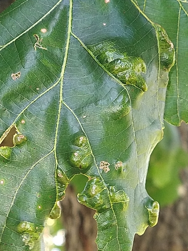Oak Blister Gall Mite