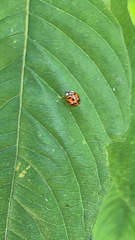 Harmonia axyridis