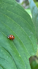 Harmonia axyridis