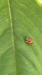 Harmonia axyridis