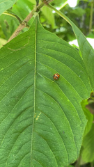 Harmonia axyridis