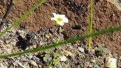 Oxalis punctata