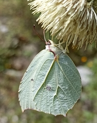 Gonepteryx nepalensis