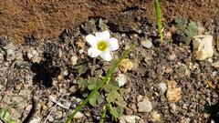 Oxalis punctata