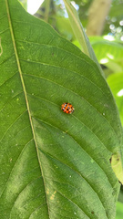 Harmonia axyridis