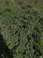 Quercus striatula