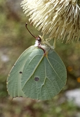 Gonepteryx nepalensis