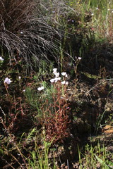 Drosera liniflora