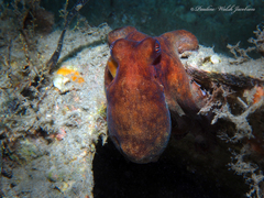 Octopus americanus