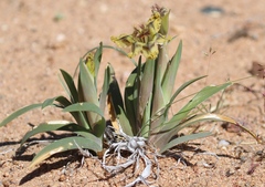 Ferraria variabilis