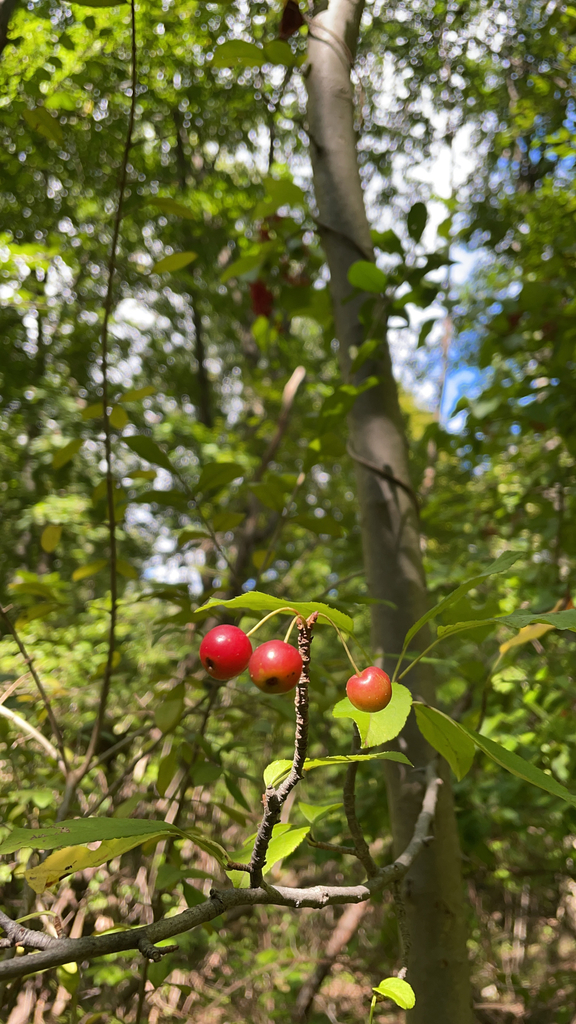 southern crabapple from Montclair on September 26, 2021 at 01:20 PM by ...