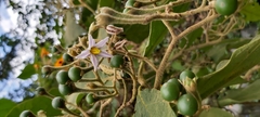 Solanum