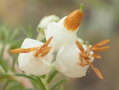 Erica intermedia albiflora